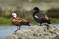 Paradise Shelduck - New Zealand (38299750585)