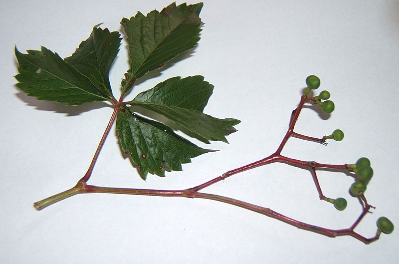 ParthenocissusVitacea