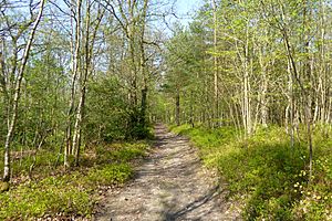 Pathway through the southern half of Oldbury Wood