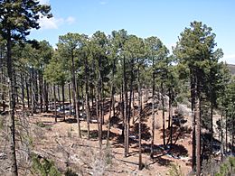 Pinus engelmannii Huachuca