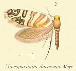 Pl.1-02-Micropardalis doroxena Meyrick, 1888.JPG