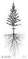 Profile of an adult Araucaria heterophylla with its roots system, Auckland-New Zealand, hand drawing Axel Aucouturier