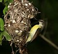 Purple-rumped Sunbird (Leptocoma zeylonica)- female at nest in Hyderabad W2 IMG 0297