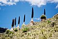 Puya Raimondii