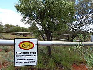 Quandong Angas Downs-Fenced
