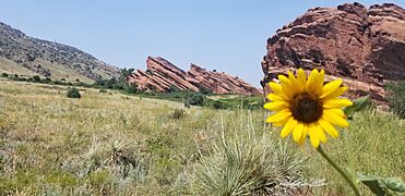 Red Rocks Park flower