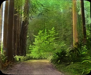 Redwood highway-California (3654965139)