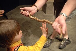 Reptilia live reptile show child and snake