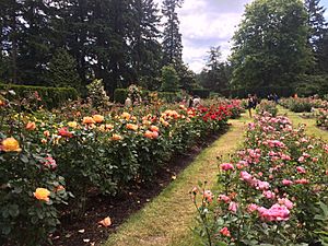 Rose Garden In The Summer(1)