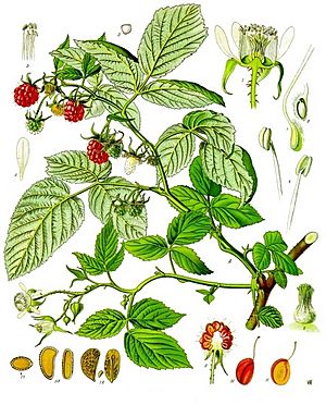 Rubus idaeus - Köhler–s Medizinal-Pflanzen-124