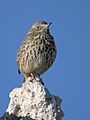 Sage Thrasher - juvenile