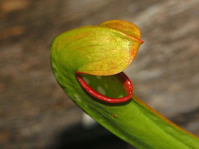 Sarraceniaceae - Sarracenia minor-002