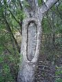 ScarTree