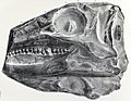 Scelidosaurus skull
