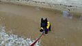Scottie Pup Learning to Swim