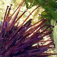 Sea urchin Facts for Kids