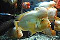 Shedd 0056