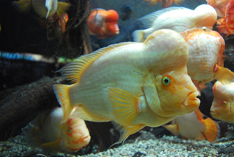 Shedd 0056