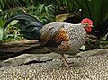 Sonnerathuhn