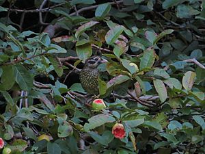 Spotted catbird eating fruit in Queenland
