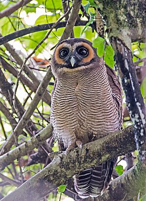 Strix leptogrammica -Surrey Bird Sanctuary, Welimada, Sri Lanka -8a