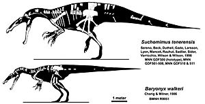 Suchomimus and Baryonyx