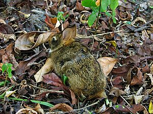 Sylvilagus brasiliensis1