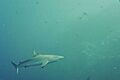 Taongi Grey Reef Shark