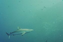 Taongi Grey Reef Shark