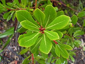 Tasmannia xerophila subsp. robusta (Winteraceae), Goonmirk Rocks, Errinundra NP (2520675872).jpg