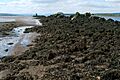 The Lang Dyke, River Clyde (geograph 1940839)