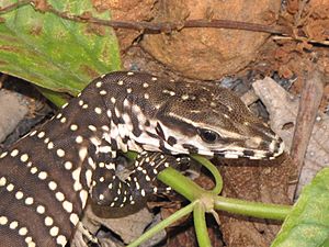 The Monitor Lizard (Juvenile) Varanus bengalensis