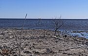 The Swing at Bombay Beach