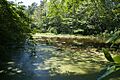 Trap Pond State Park
