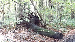 Tree stump in Shepherdleas Wood