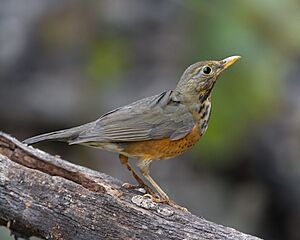 Turdus dissimilis female - Ang Khang.jpg
