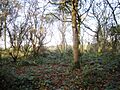 Twenty Acre Piece 1