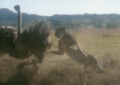 Ultime grida della savana (1975) - Cheetah hunting ostrich 2