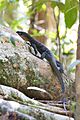 Varanidae- Varanus jobiensis (Peach-throated Monitor) - 40246479482