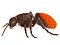 Velvet ant (Mutillidae) (25808496580) (cropped).jpg