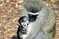 Vervet monkey and baby