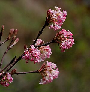 Viburnum grandiflorum I IMG 7005
