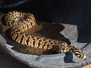 Vipera palaestinae - D7-12-5116