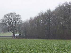 Westerham Wood 2