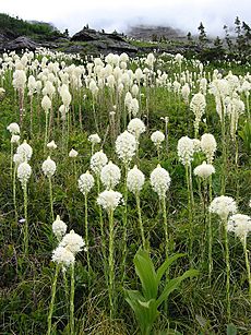 Xerophyllum tenax - Glacier National Park