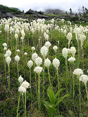 Xerophyllum tenax - Glacier National Park.jpg