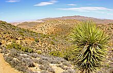 Yucca pines near Ryan Mountain Trail, Joshua Tree National Park, CA