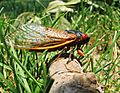 17 Year Cicada - Brood X