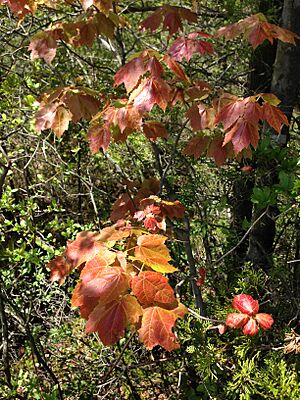 2013-05-10 13 40 17 Immature foliage of Red Maple in Brendan T Byrne State Forest, New Jersey