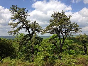 2013-05-12 11 23 41 Pitch Pine trees and view west from the Hoeferlin Trail in Ramapo Mountain State Forest in New Jersey.jpg